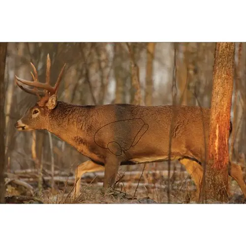 eze-scorer-23-x-35-whitetail-deer-paper-target